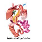 عمل ساسی بای پس معده